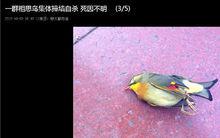 不明原因死亡的相思鳥報導