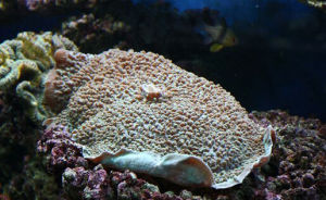 牛眼香菇珊瑚