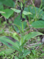 川滇玉鳳花 川滇玉鳳花