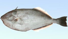 單角革魨 單角革魨