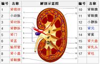 腎臟構造解剖示意圖