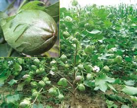 中棉所45 中棉所45