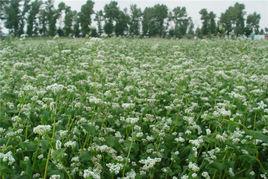 靖邊苦蕎 靖邊苦蕎