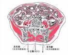 關元俞斷面解剖圖