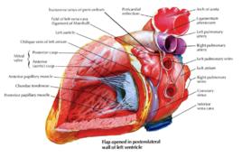 慢性心衰 慢性心衰