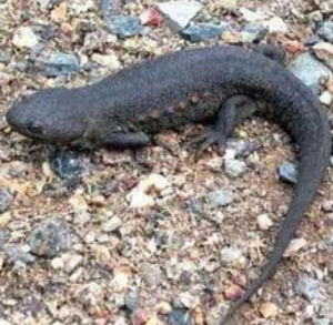 歐非肋突螈 歐非肋突螈