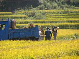 前進村[雲南楚雄市紫溪鎮前進村]