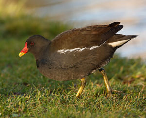 黑水雞非洲亞種 黑水雞非洲亞種