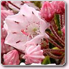 （圖）葡萄牙月桂