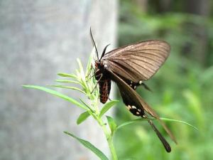 紫花飛蛾藤(變種) 紫花飛蛾藤(變種)