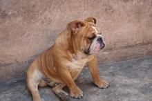 犬佝僂病 犬佝僂病