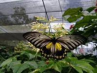 加里曼丹裳鳳蝶