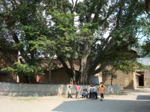 汪家營村 汪家營村