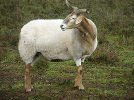 草野之羊 草野之羊