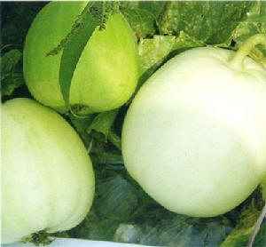 成安縣成安薄皮甜瓜