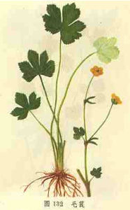 宿萼毛茛 宿萼毛茛