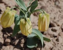 大果溝子薺（變種）