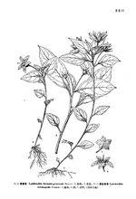 靈香草[報春花科珍珠菜屬植物]