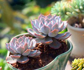 皮氏石蓮 皮氏石蓮