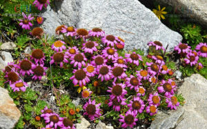 扁芒菊屬 扁芒菊屬