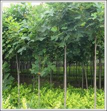 壽光市國有機械林場