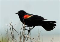 黑酋長鸝 黑酋長鸝