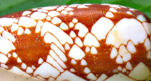 芋螺的貝殼上的圖案。芋螺是海螺的一類，它們有許多種組成芋螺屬，屬於腹足綱前鰓亞綱芋螺科芋螺屬