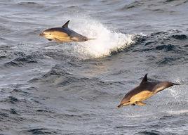 短吻真海豚 短吻真海豚