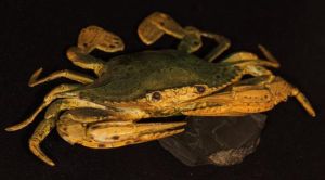 黑點綠蟹 黑點綠蟹