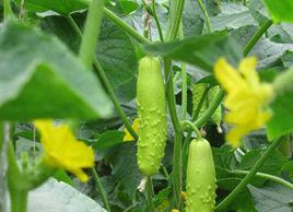 海陽白黃瓜 海陽白黃瓜