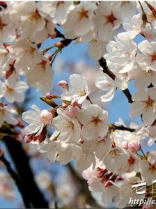 日本國花 日本國花