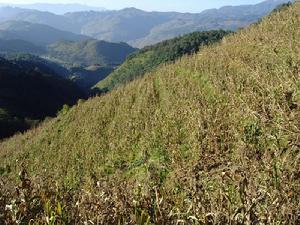 水箐河村玉米種植業
