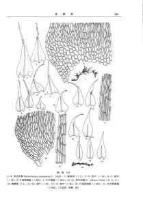 石地青蘚 石地青蘚