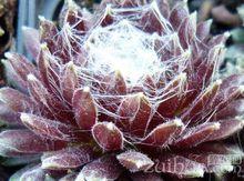 多肉植物大紅卷絹