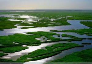 雙台河口國家級自然保護區