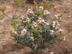 齒葉繡毛石斑木