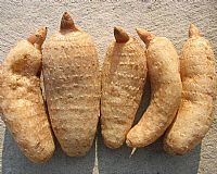 略陽天麻 略陽天麻