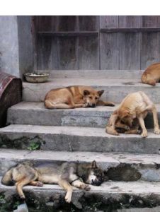 愛狗狗網 愛狗狗網