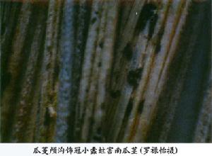 瓜蔓顱溝飾冠小蠹 瓜蔓顱溝飾冠小蠹