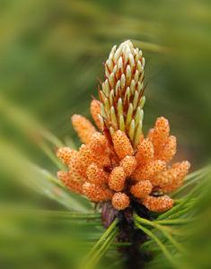 思茅松嫩球果 思茅松嫩球果