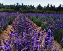 青島藏馬山鄉村（國際）生態旅遊度假區