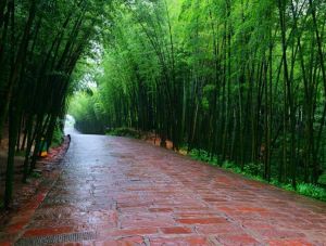 三峽竹海生態風景區