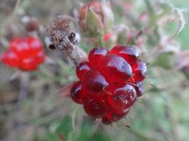 紅色農作物 紅色農作物