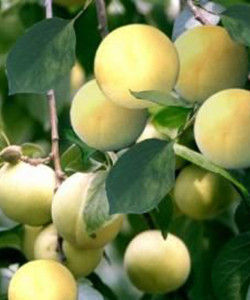 梁山蠶白杏 梁山蠶白杏