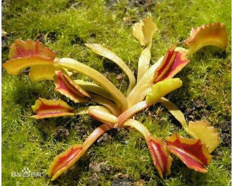 怪異男爵捕蠅草