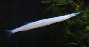 尖頭銀魚 尖頭銀魚