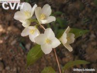 長葉太平花 長葉太平花