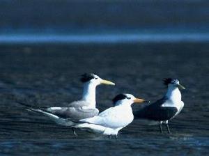 黑嘴端鳳頭燕鷗