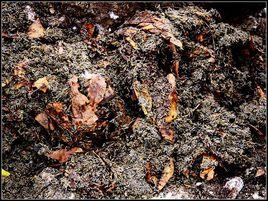 花布燈蛾 花布燈蛾