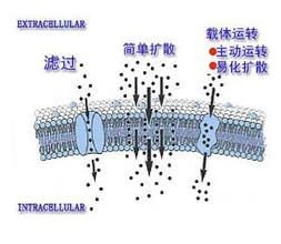 被動轉運 被動轉運